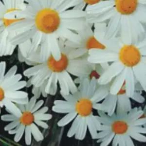 국화과 제충국 야생화 씨앗 다채로운 꽃씨 완전 플랜트 정원 화단꾸미기 야생화씨앗 원예종묘 종묘사