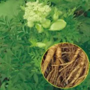 재래종 백지 구릿대 야생화 꽃씨 종자 꽃 씨앗 100립 정원꾸미기 종묘사 야생화씨앗 원예종묘 씨앗판매