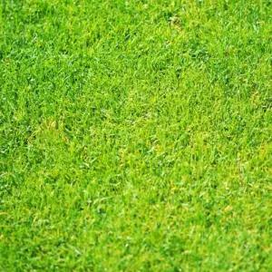 묘지관리 잡초 방지 잔디씨 잔디 키우기 묘소 조경 화장터 잔디씨앗 묘지 산소잔디 심기 잔디심기