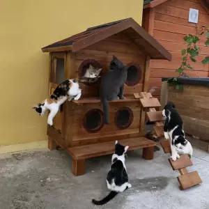 길고양이겨울집 실외고양이집 야외캣타워 마리 원목 케이지 사계절 숨숨집 놀이터