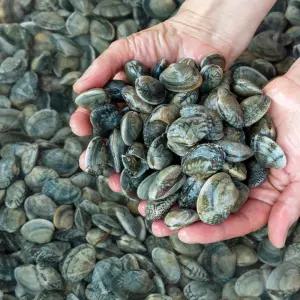 남해안 왕바지락 1kg 2kg 당일작업 조개구이 제철 바지락
