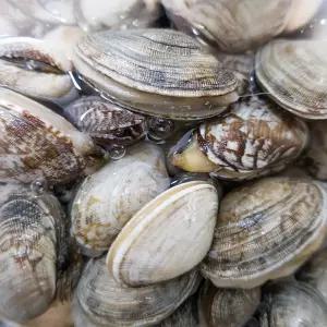 남해안 왕바지락 1kg 당일작업 조개구이 제철 바지락