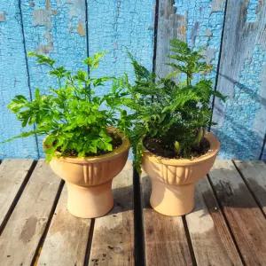 토분 고사리과 후마타 다발리아 에버젬 마이이 1+1