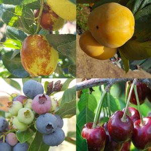 [나무의모든것]최상의 묘목 유실수모음/대추,사과,복숭아나무 외