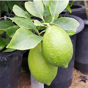 순희농장 레몬 레몬나무60cm 화분  향기나는꽃 인테리어