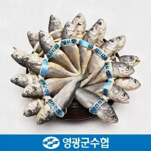 [영광군수협][냉동][영광군수협]법성포 영광 굴비 세트 1.9kg(역걸이/20미)