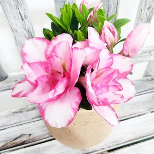 에덴플랜트 금황 철쭉 소품 아젤리아 베란다월동 예쁜꽃