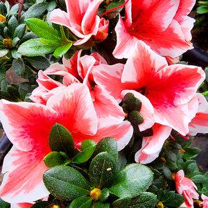 에덴플랜트 아젤리아 핑크스타 철쭉 소품 서양철쭉 베란다월동 야생화