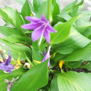 [나무팜] 비비추꽃모종(4치포트/15개) 큰모종 다년생 비비추모종 야생화 화단 정원 조경용 정원용