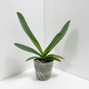 모종 호접란 서양난 엘레강스 분홍색 난초