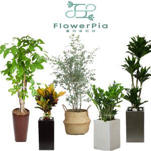 대형 인테리어 실내공기정화 화분 식물 전국꽃배달