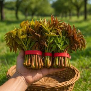 국내산 가죽나물 (가죽순) 1kg