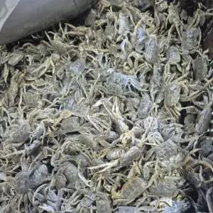 국내산 신선한 별량 칠게 500g 50미 내외 생물 당일조업 게장 매운탕 찜 튀김 제철 별미 급냉 선택가능