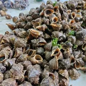 제철 자연산 참소라 2kg 45미 소라 구이