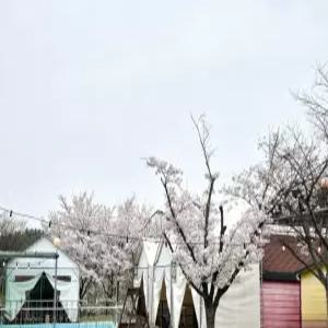 [경북 펜션] 영천 솔롱고글램핑펜션 (영천,청도)