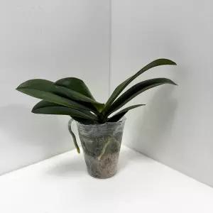 호접란 서양난 모종 개화주 르네상스