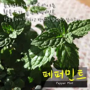 [허브여울] 페퍼민트 (페파민트 모종 노지월동) 지름 10cm 소품 15cm 중품화분 (좋은흙만 사용)