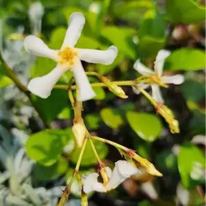 백화등 덩굴식물 상록  담장 정원 울타리식물 흰꽃 향기식물 B02