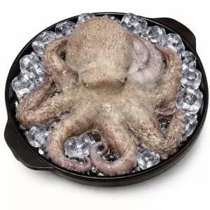 제철 자연산 돌문어 활 문어 자숙문어 제수용1kg [원산지:국산]