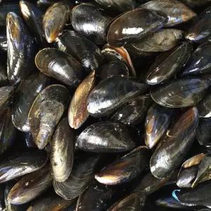 국내산 냉동 피홍합 10kg(1kgx10팩) 업소용 식당용 대용량