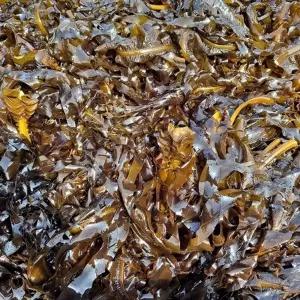 해녀 채취 자연산 돌미역 1kg