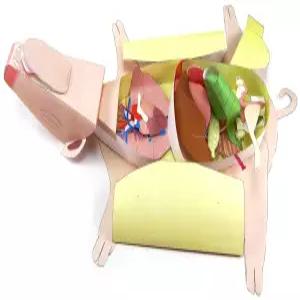 NewPath 태아 돼지 해부 3D 종이 모형 제작 키트 풀 컬러 세트5 템플릿 및 교사 가이드247740