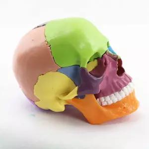 인체 해부학 실습 조립 미니 견갑골 두개골모형 개탈착식 머리뼈 컬러두개골