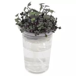 초등방학 탐구생활 식물재배 새싹키우기 4종x2세트/ 돌봄교실 기초과학 교과연계