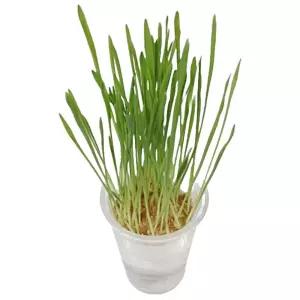 초등 생물수업 외떡잎 보리 새싹키우기 4인x2세트/ 자연학습 기초과학 홈스쿨링