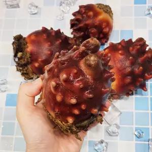 산지직송 통영 활멍게/활멍게1kg(5~10미)