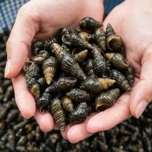 당일채취 선별 강원도 영월다슬기 자연산 생다슬기 1kg