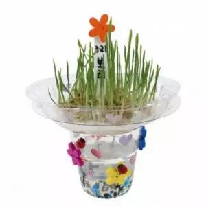 보리새싹 부케 만들기 10인용 DIY 식물재배 어린이 과학교육 단체수업 체험학습