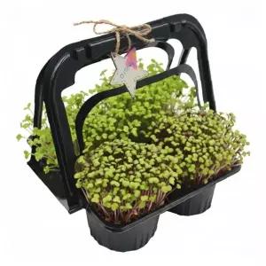 새싹 재배 화분 10인용 단체 식물 키우기 원예 체험 교육 놀이 학습 교재 관찰