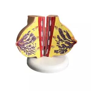 가슴 모형 실습 교육 인체 유방 해부학모형