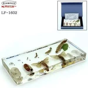 [셀러허브 1]프리미어 LF-1602 표본 누에 (47363497)