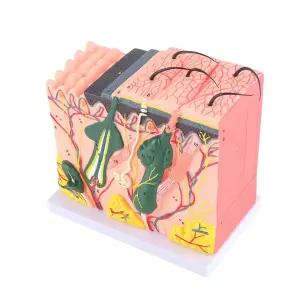 생물학 교육 피부과 교육을 위한 50배 확대된 인체 피부 확대 모델 3D 해부학