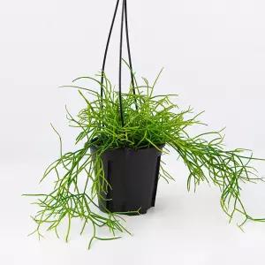 갑조네 립살리스 카스타 소품 카수타