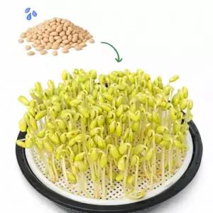 콩나물재배기 학습 교육용 가정용 시루 콩나물기르기