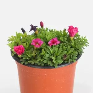 미니 사랑초 소형 야생화 꽃모종 관엽식물 플랜테리어 분홍사랑초