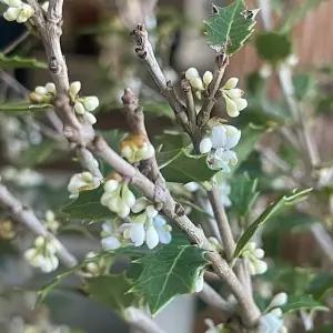 향호랑가시 대품 상록관목 관엽식물 향기식물 열매 생울타리용 B02