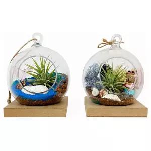 창의체험- 여름 바닷가에 핀 이오난사 테라리움 만들기 1인용 2종 택 1