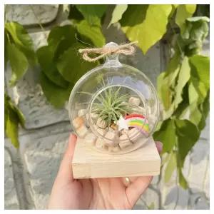 창의교구- 편백 이오난사 테라리움 만들기 4인 개별패키지