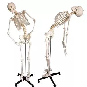 뼈골격 모형 전신 해부 인체 뼈대 해골 스탠드 척추 의료용 교육 정형외과