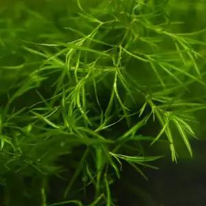 미미네플랜츠 나자스말 5~10cm 내외 5촉