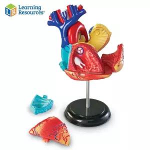 러닝리소스 인체 해부모형 심장 LER3334