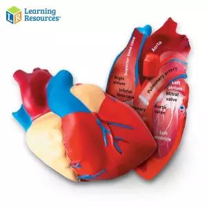 러닝리소스 인체 심장 단면 모형 LER1902