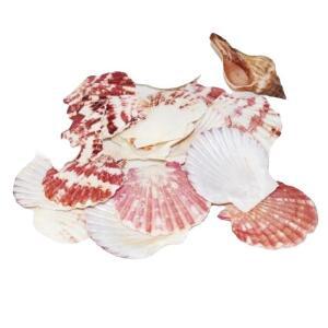 [2개구성] 제휴업체 가리비 껍질 미니 소라 바다 조개 공예 70g 꾸미기 소품 장식 재료 만들기 LWE3CCD4
