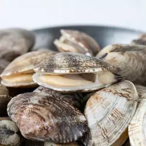 당일어획 프리미엄 활 바지락