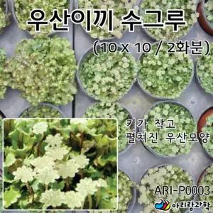 초등과학 식물 키작은 우산이끼 수그루 관찰 실험화분