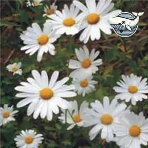 야생화 정원 꽃 씨앗 믹스 구절초 종자 모음